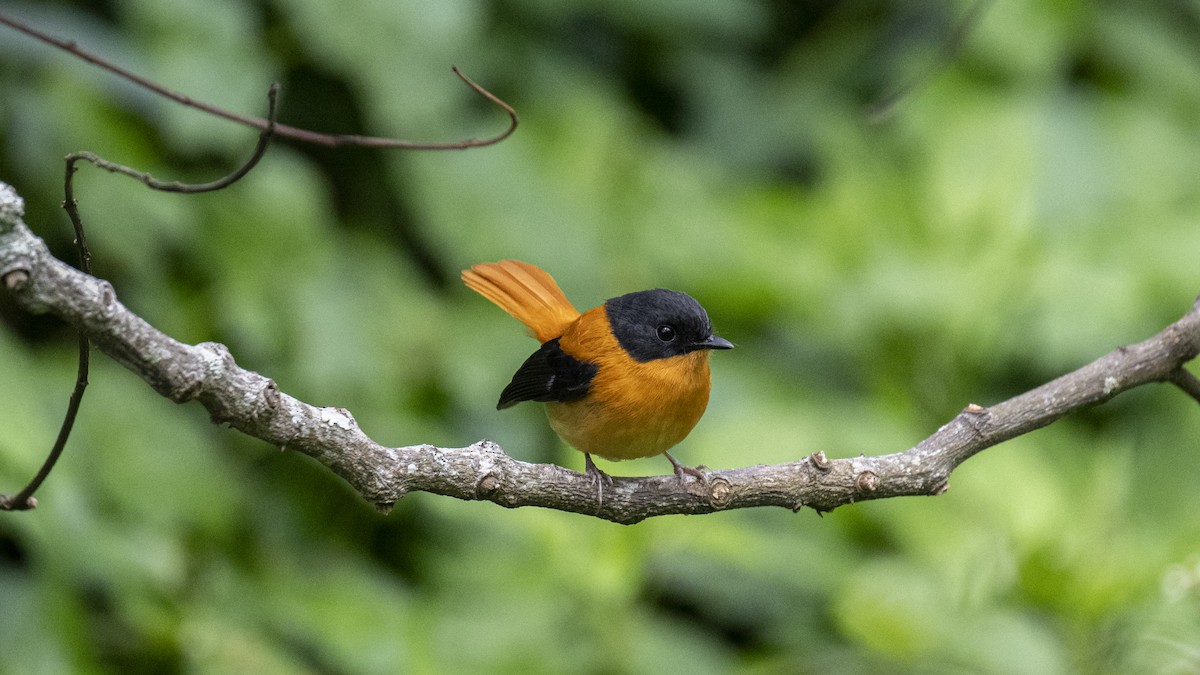 Black-and-orange Flycatcher - ML646226602