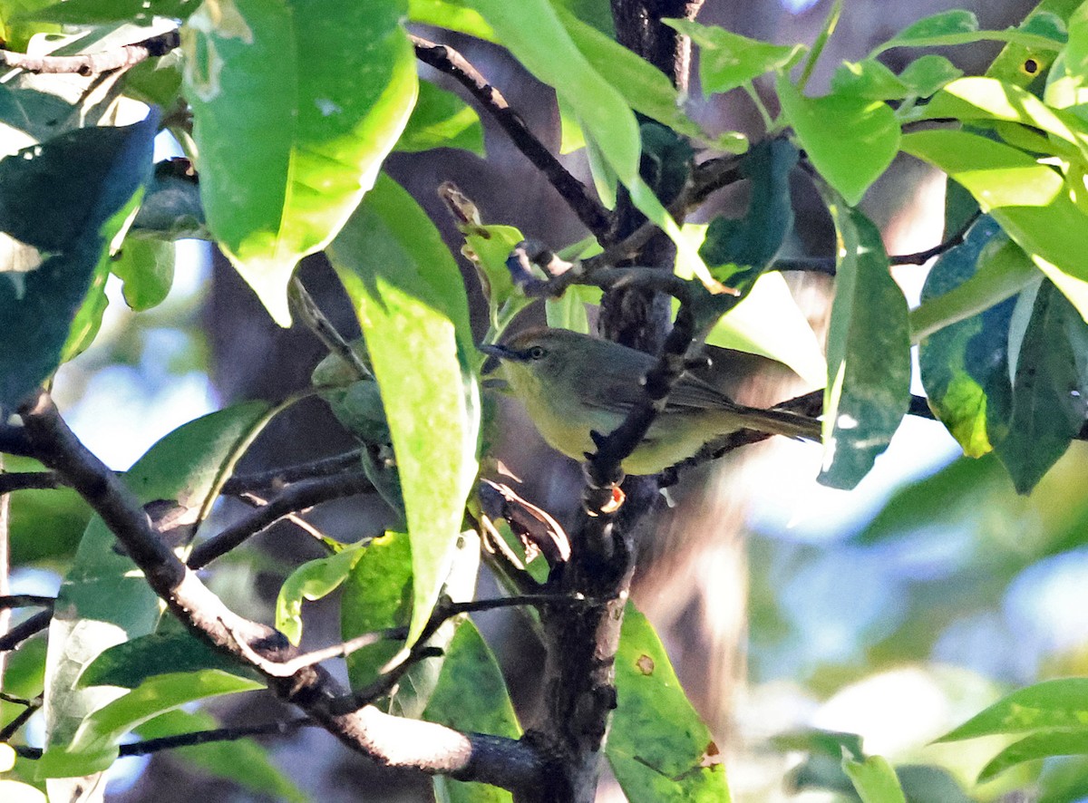 Timalie à gorge striée - ML646226605