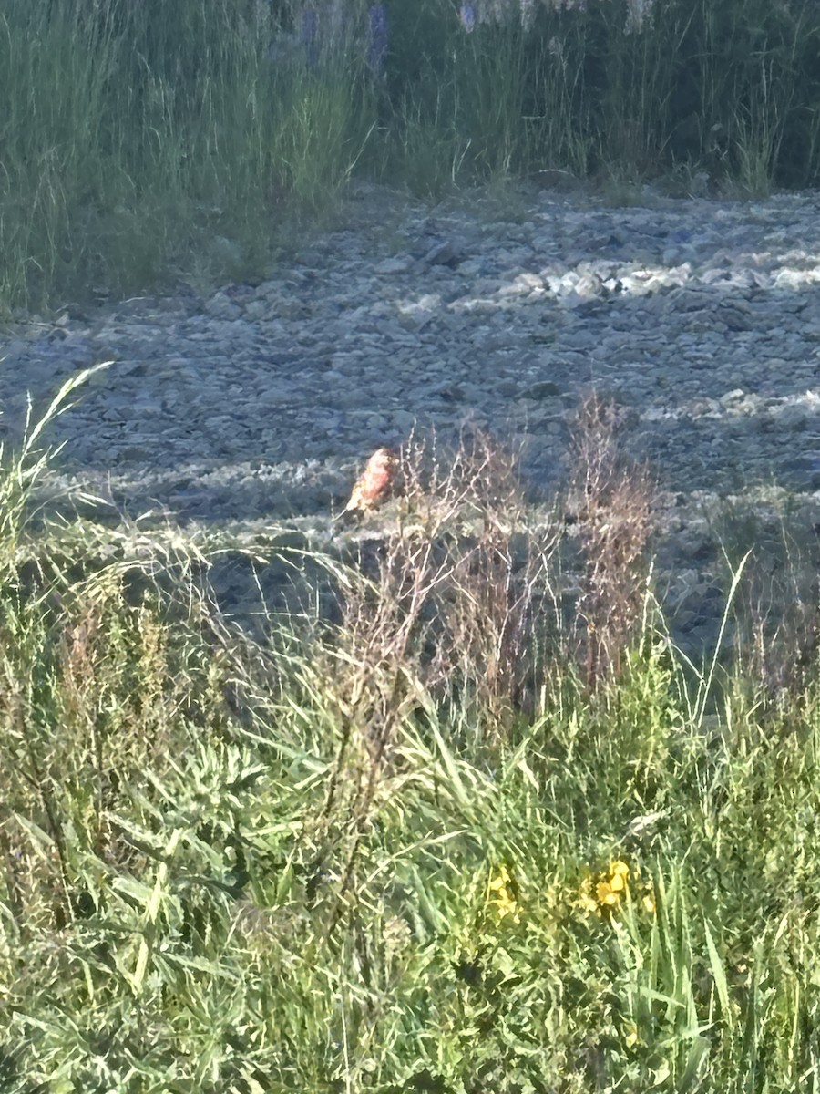 gråsisik - ML646226606