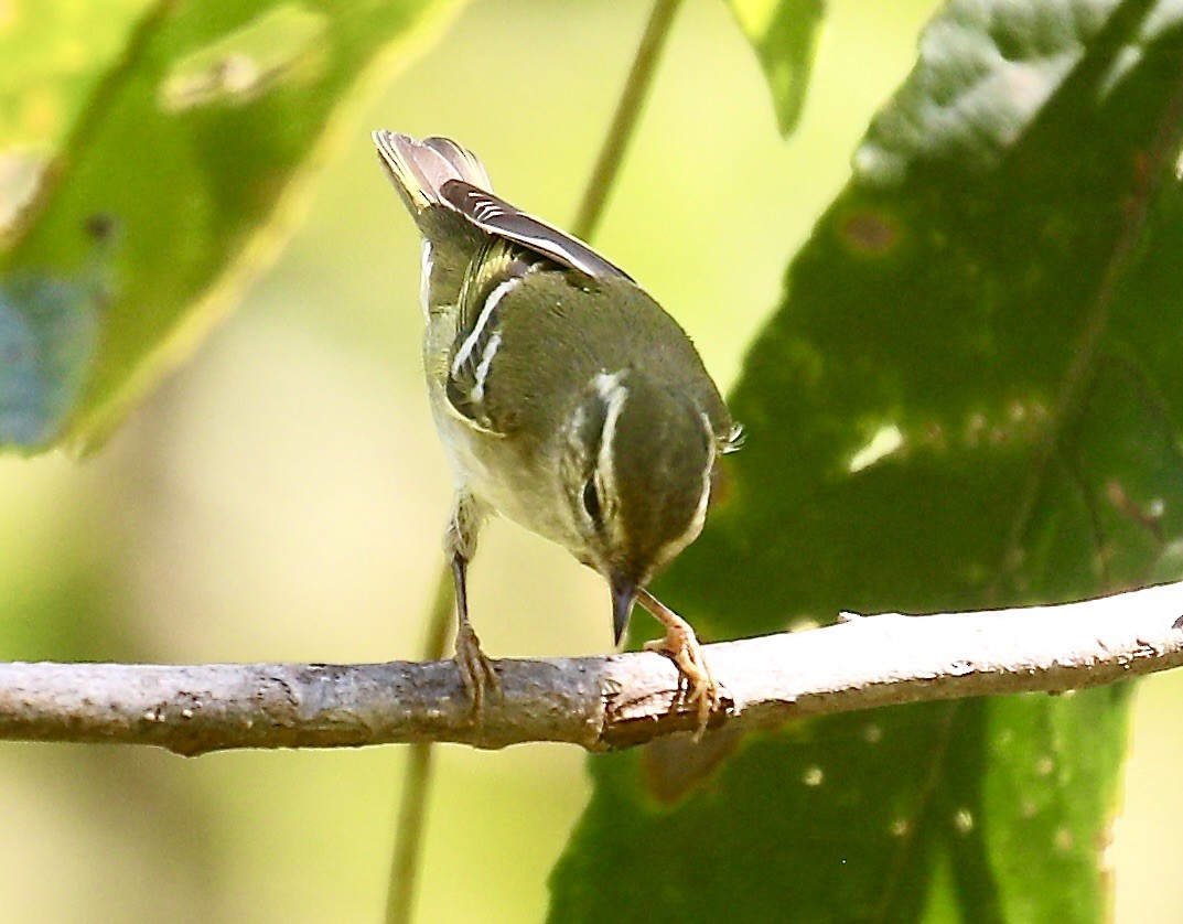 黃眉柳鶯 - ML646226608
