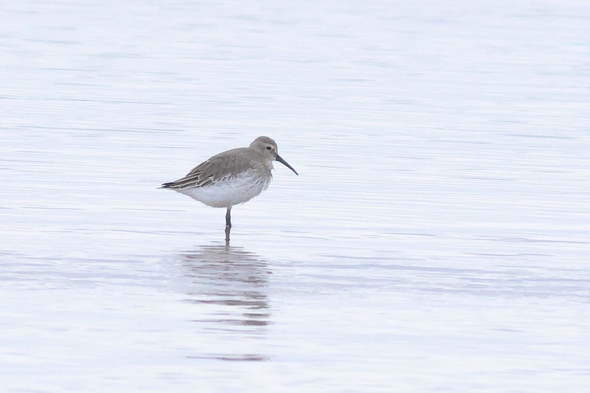 Dunlin - ML646226611