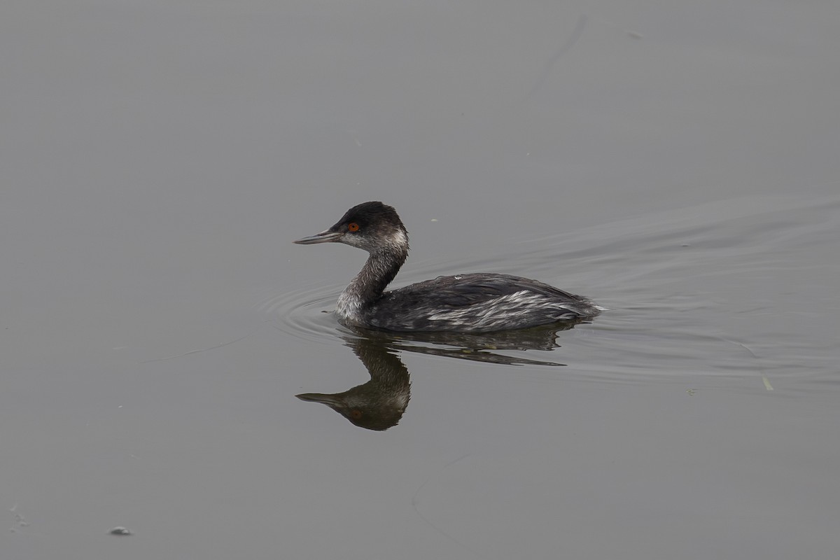Eared Grebe - ML646226616