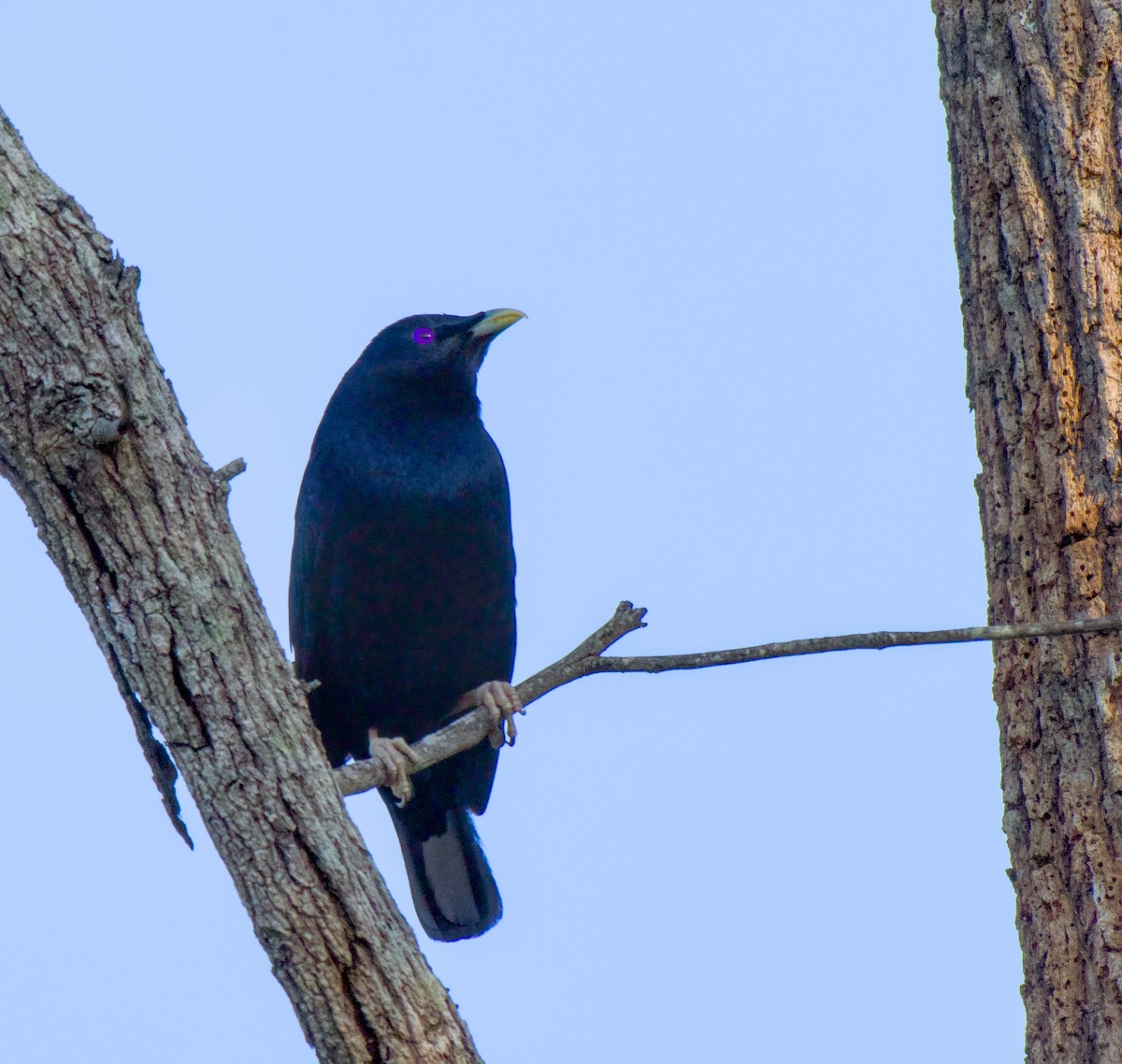 atlaskgartner - ML646226618