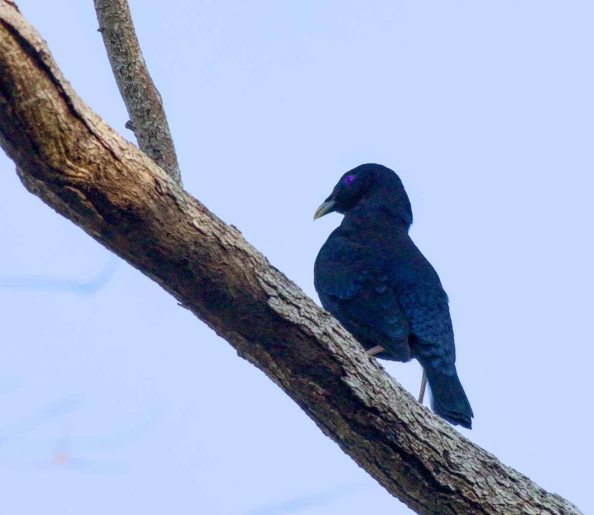 atlaskgartner - ML646226619