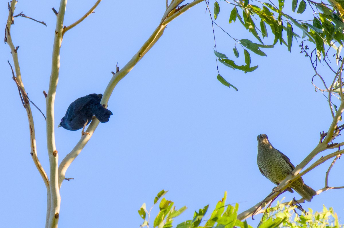 atlaskgartner - ML646226620