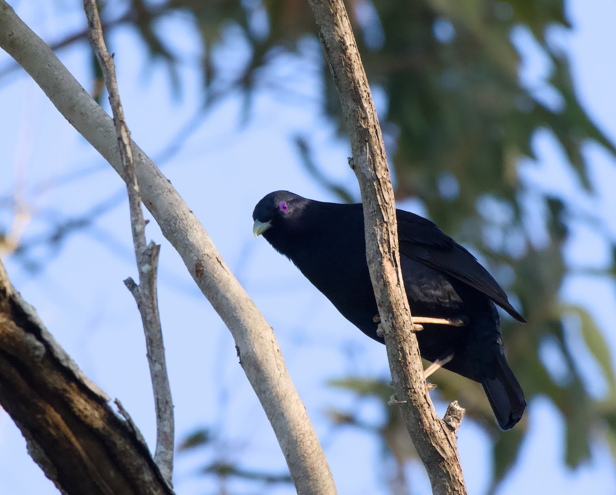 atlaskgartner - ML646226621