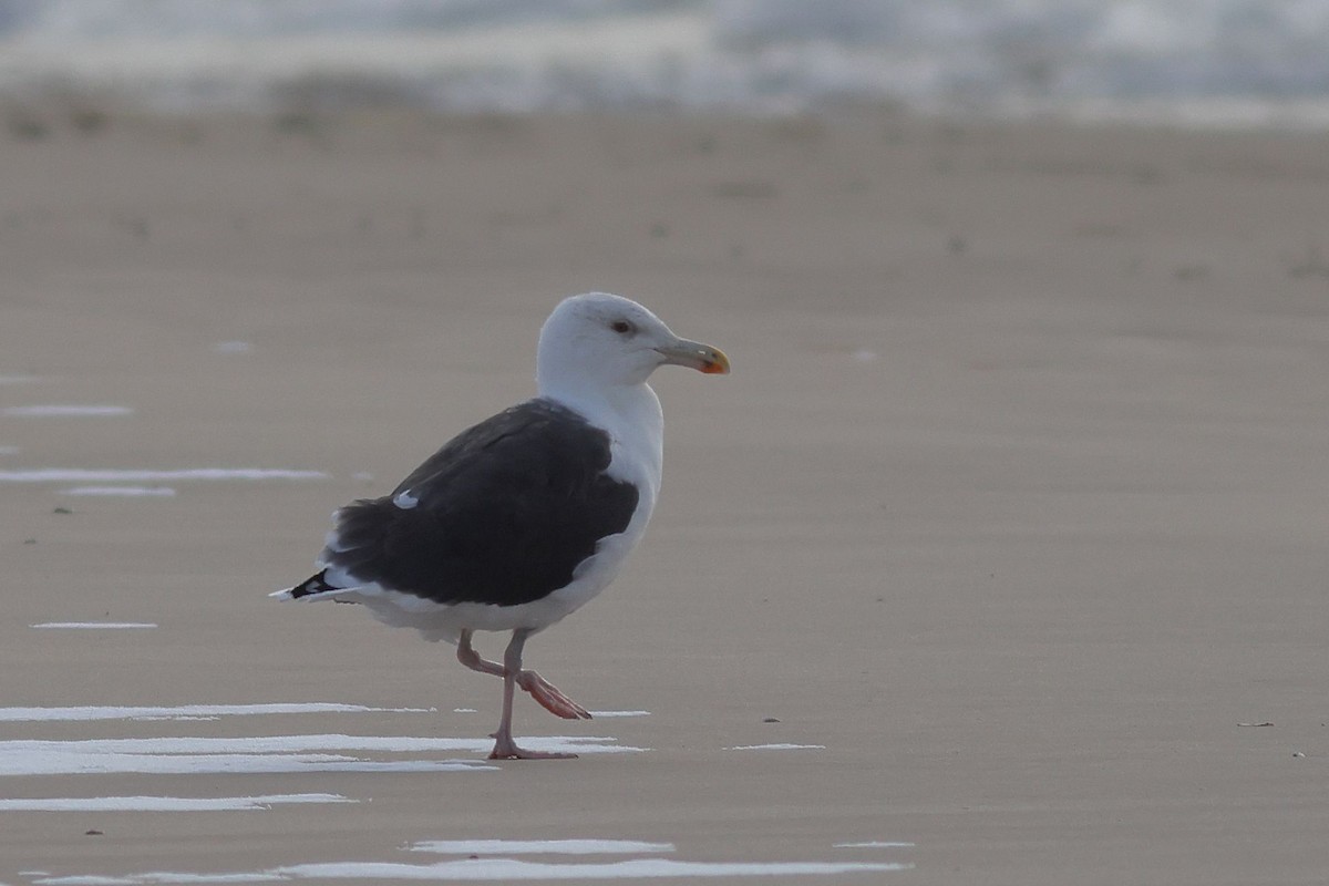 Büyük Kara Sırtlı Martı - ML646226622