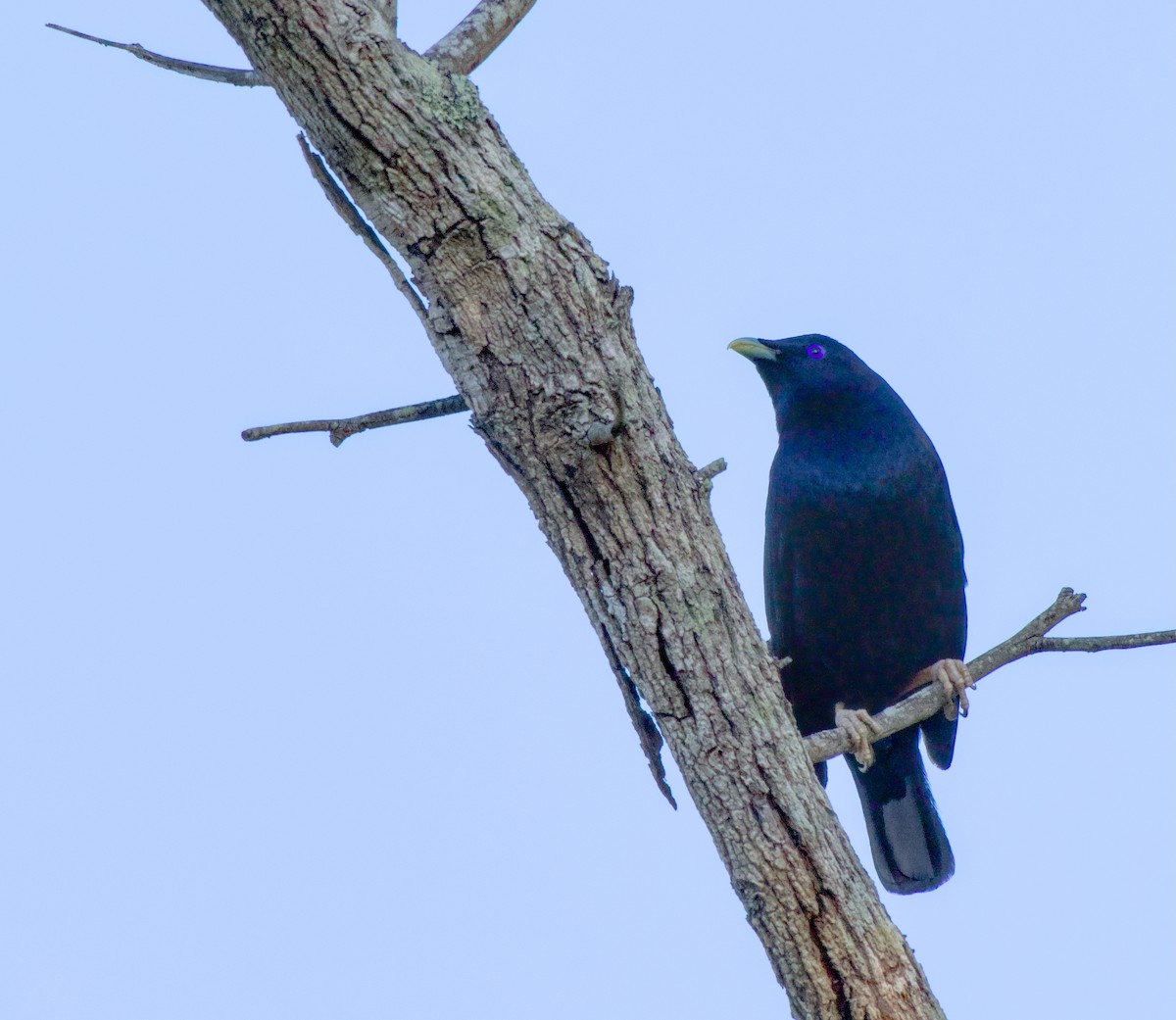 atlaskgartner - ML646226623