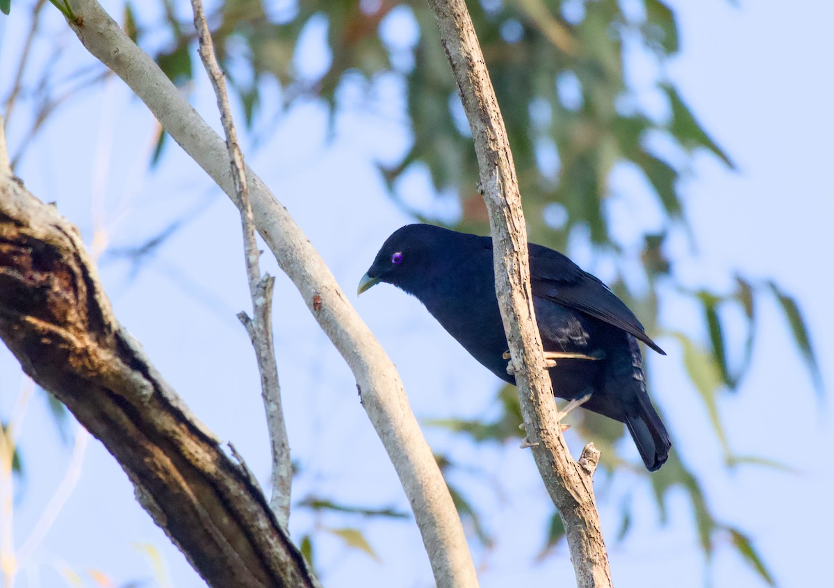 atlaskgartner - ML646226624