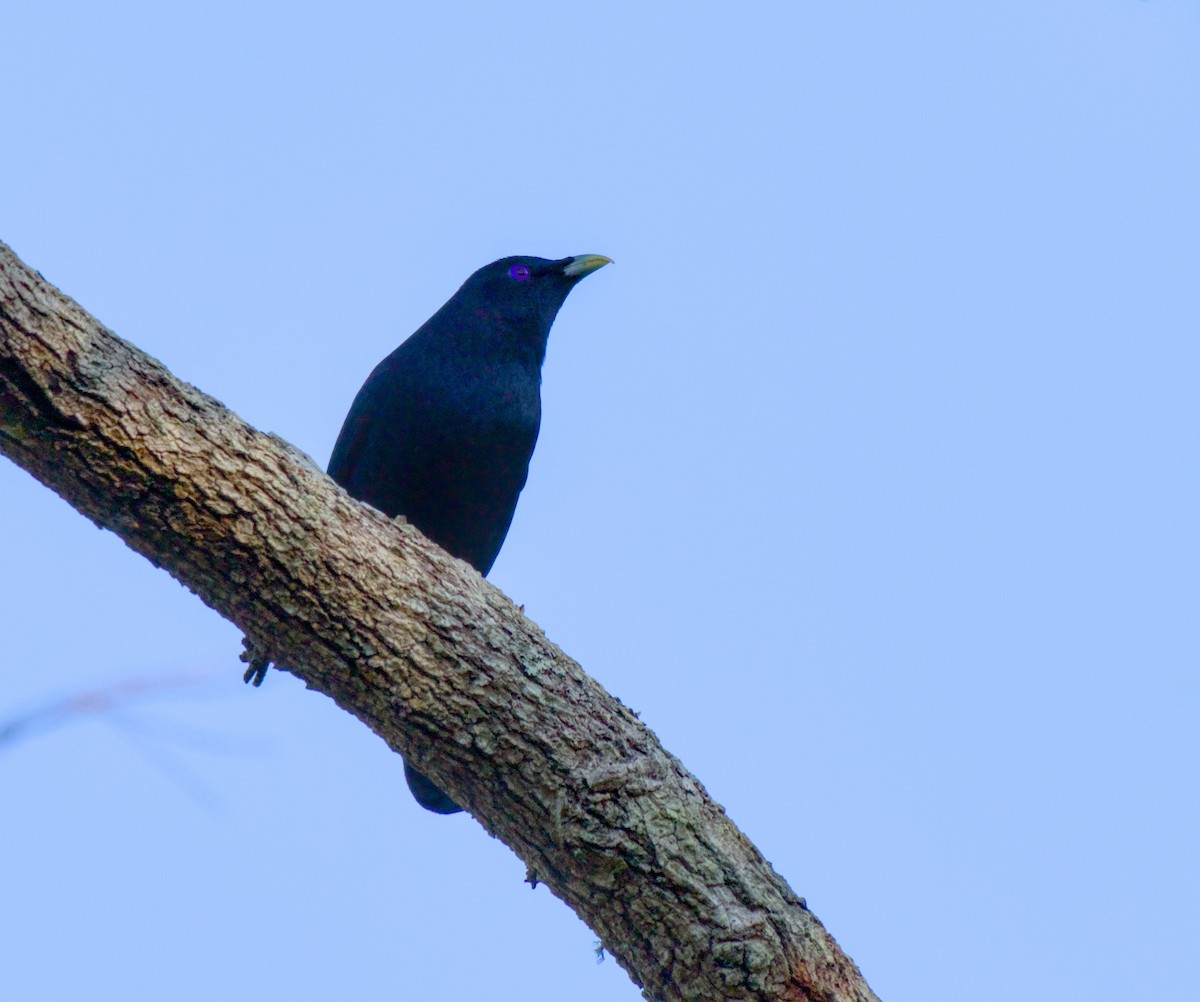 atlaskgartner - ML646226625