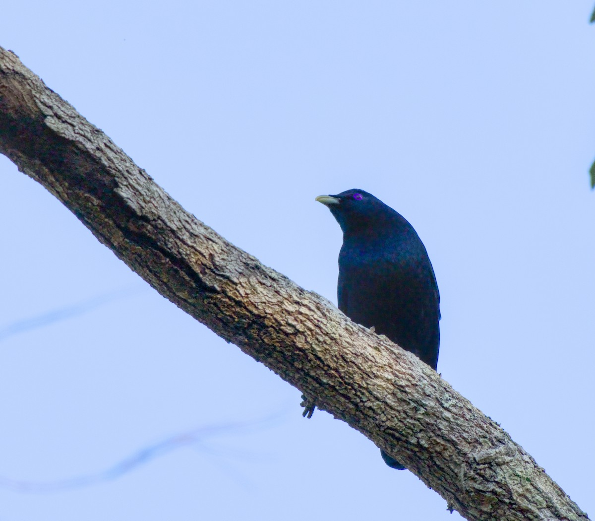 atlaskgartner - ML646226626