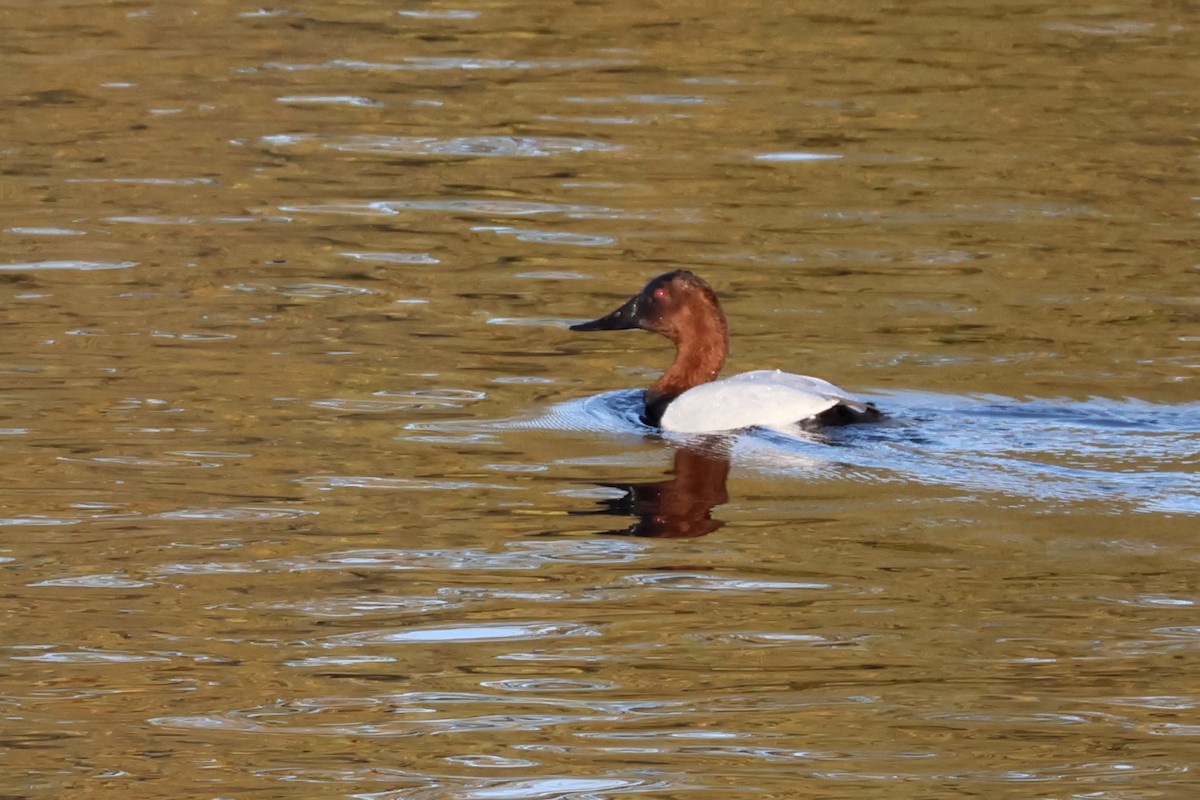 kanvasand - ML646226628