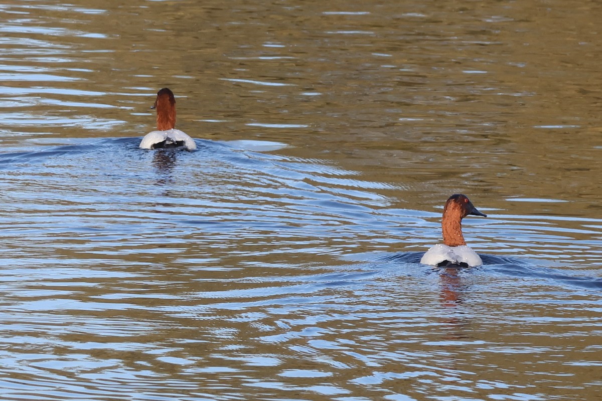 kanvasand - ML646226631