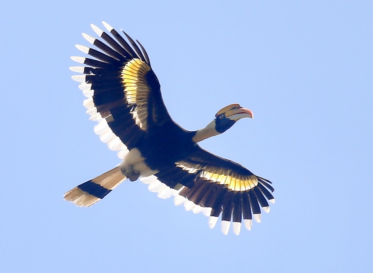 storhornfugl - ML646226632