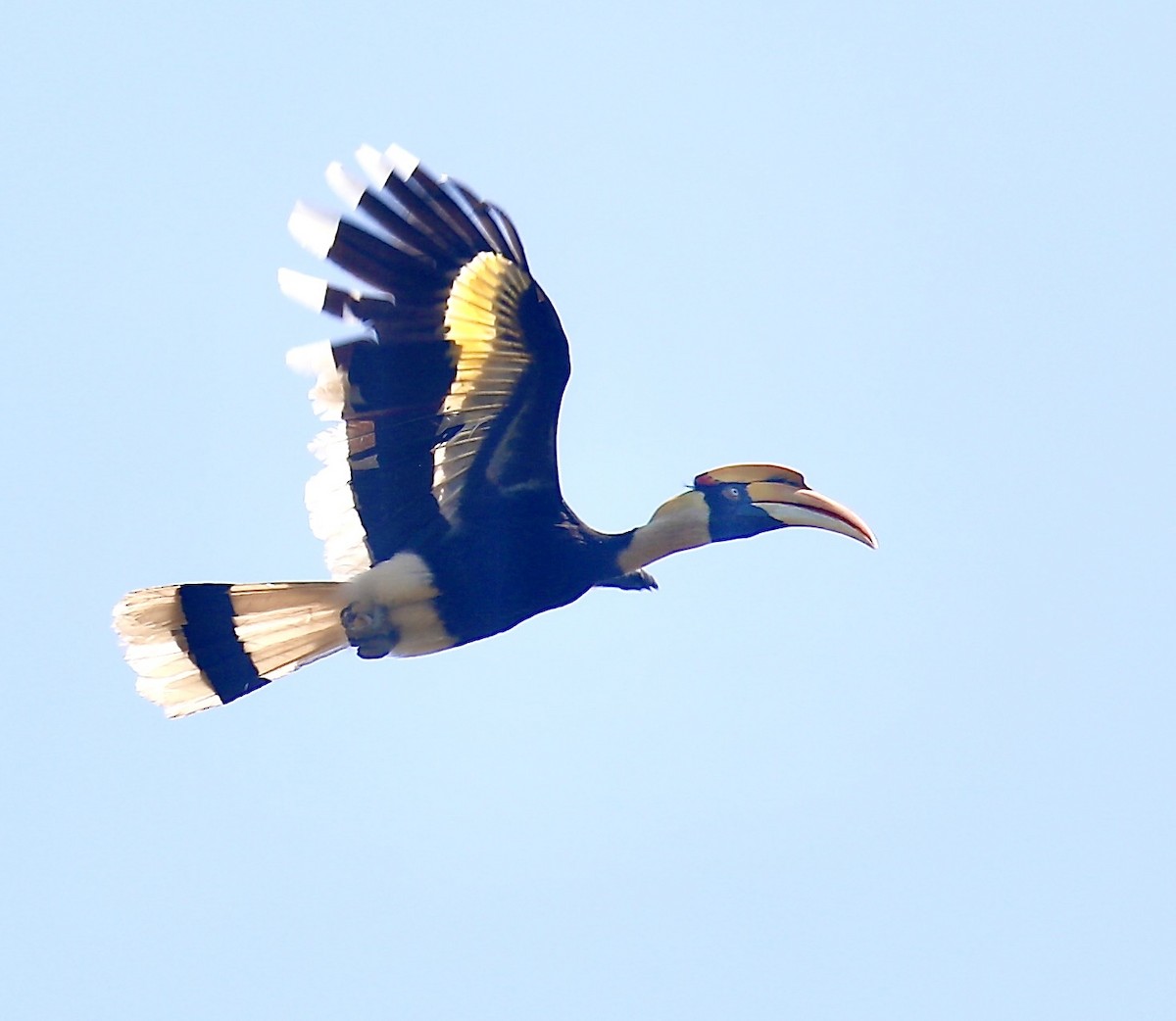 storhornfugl - ML646226633