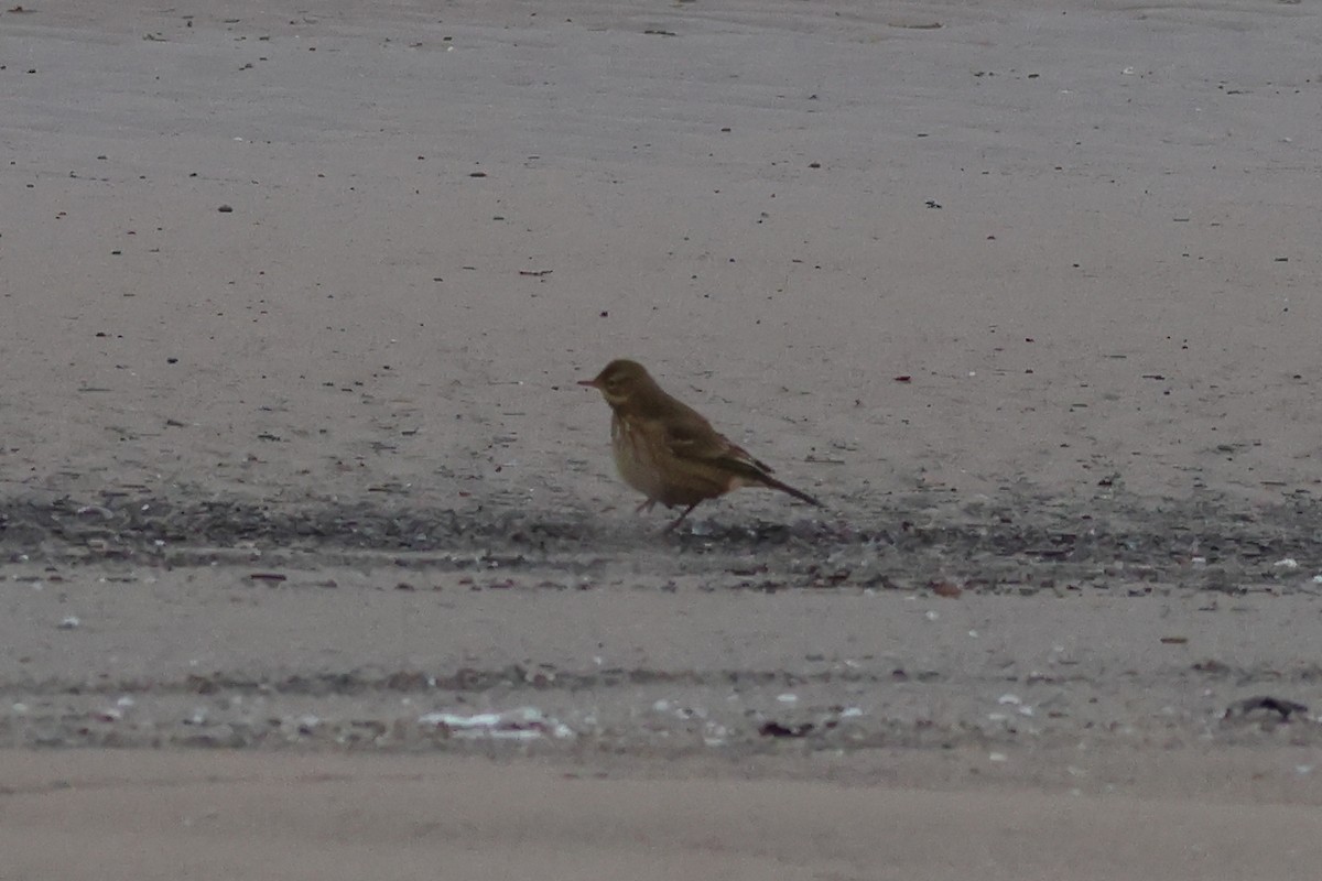 kanadapiplerke - ML646226634