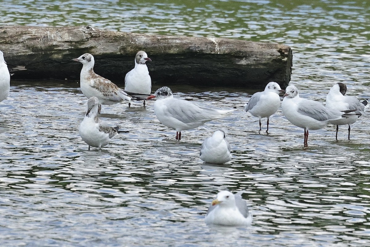 svartehavsmåke - ML646226635