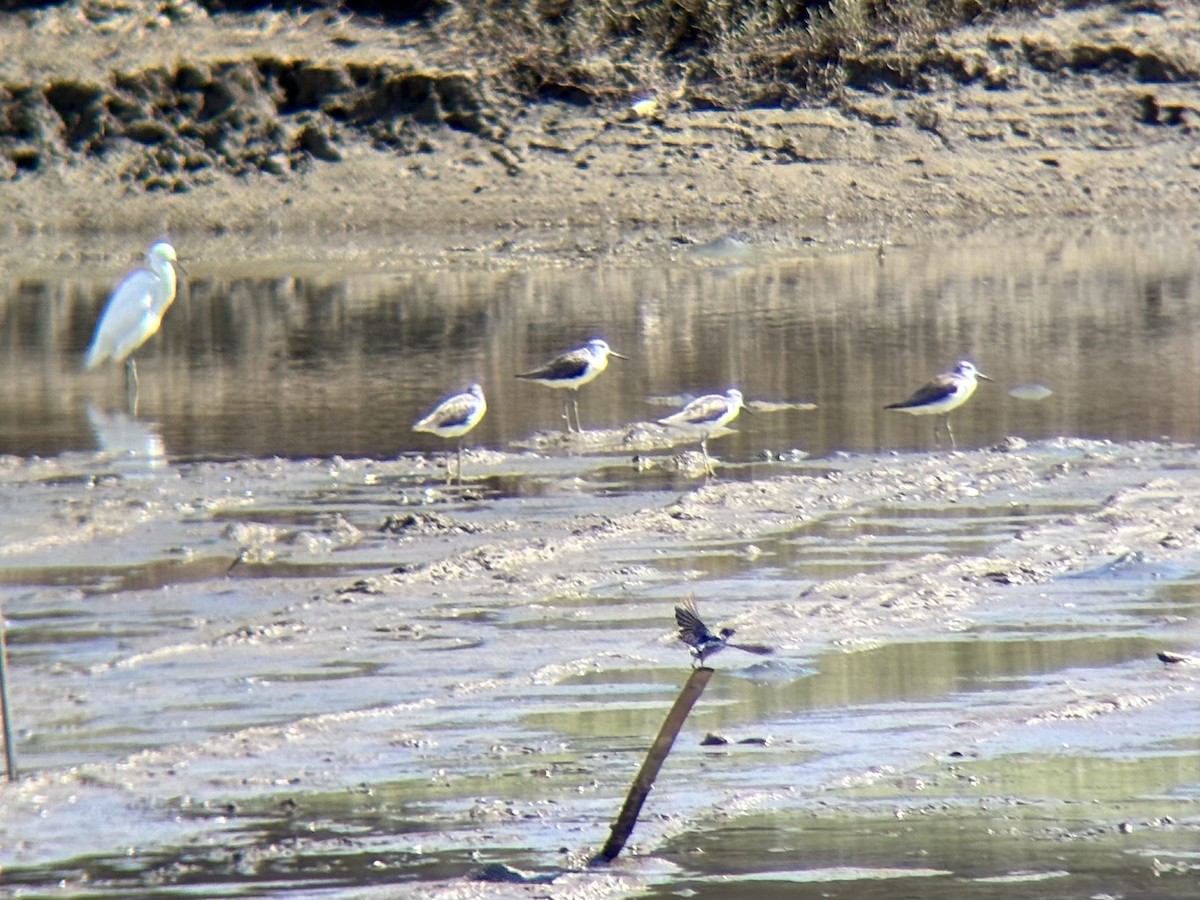 gluttsnipe - ML646226642