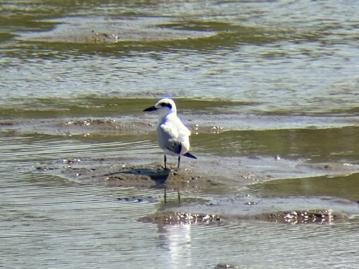 sandterne - ML646226646