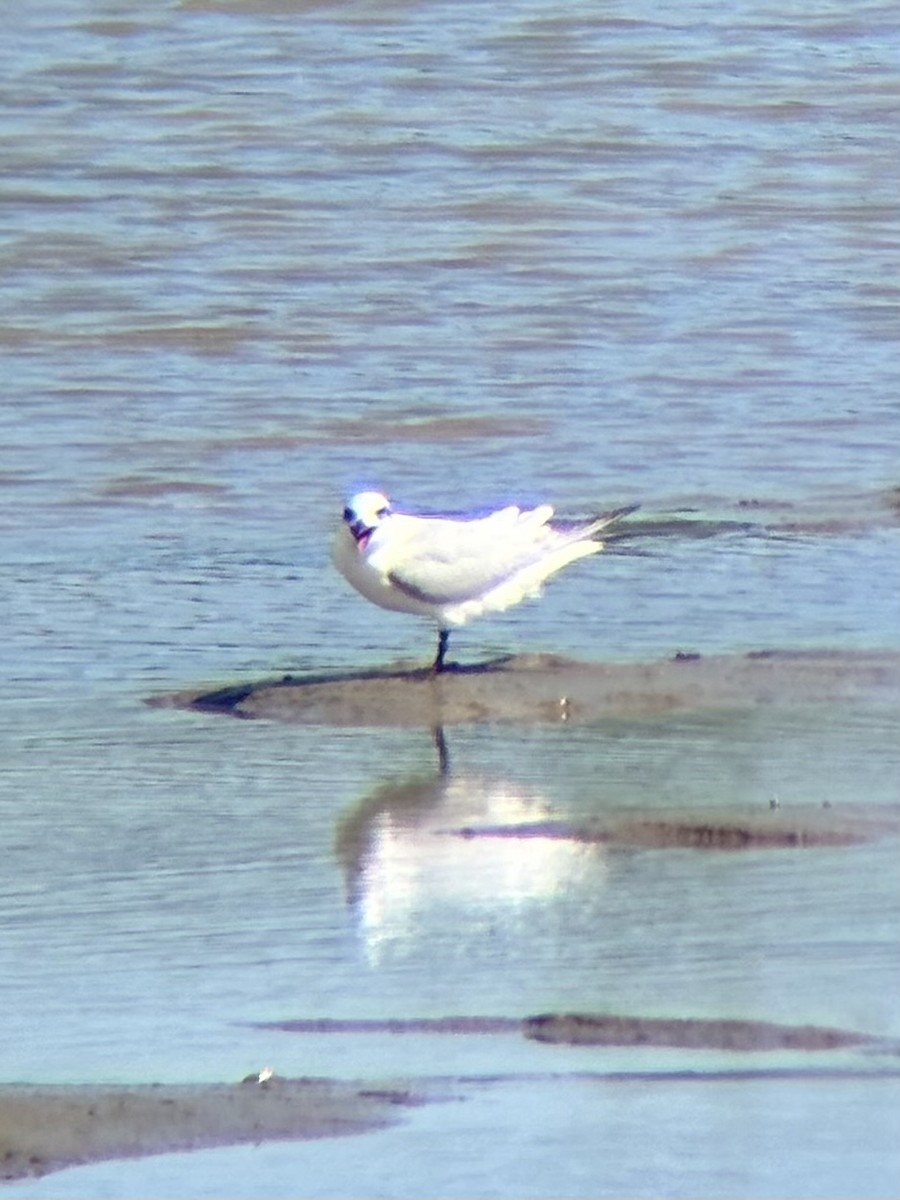 sandterne - ML646226647