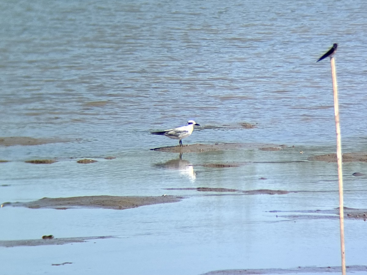 sandterne - ML646226648