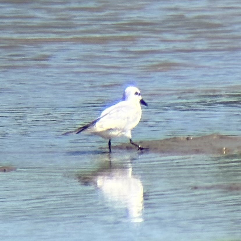 sandterne - ML646226649