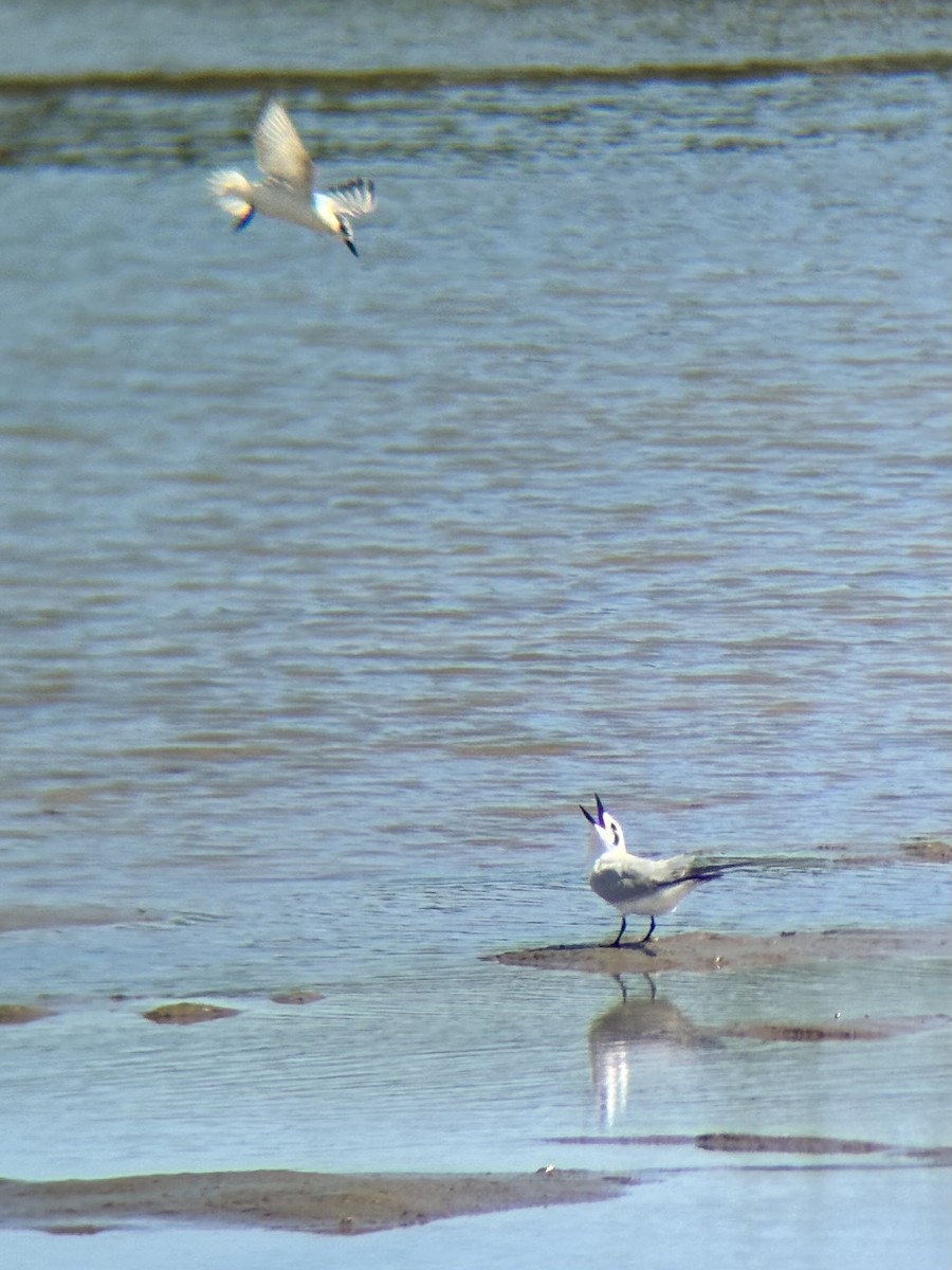 sandterne - ML646226650