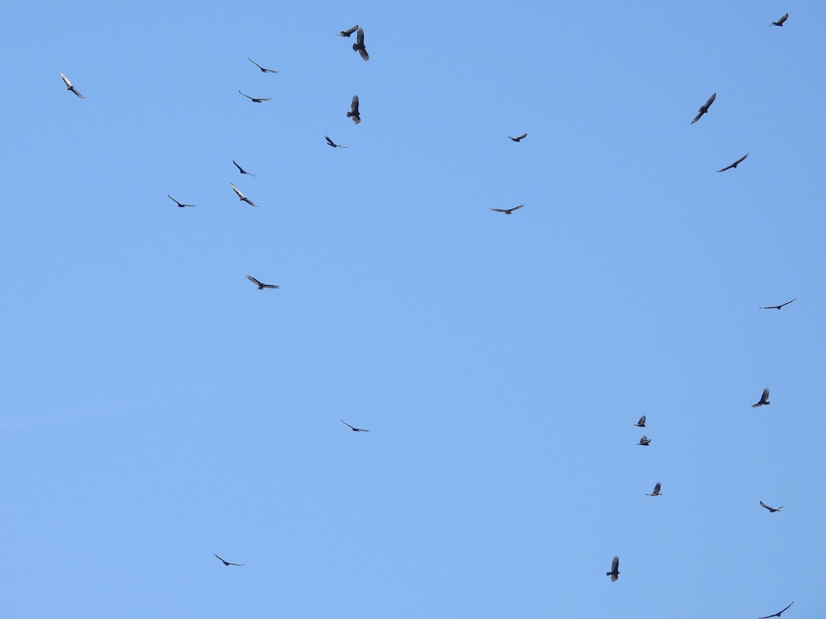 kalkunkondor - ML646226652