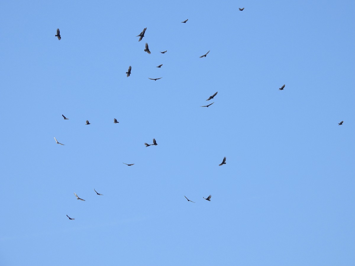 kalkunkondor - ML646226653