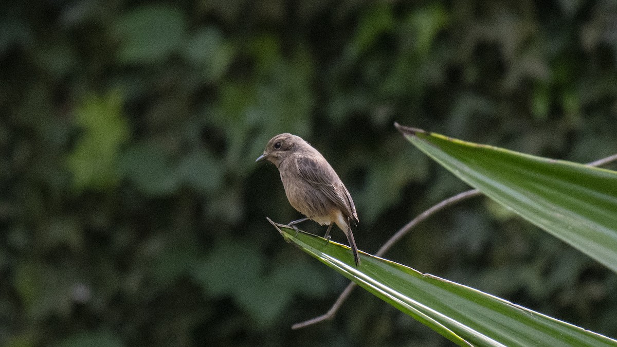 Pied Bushchat - ML646226655