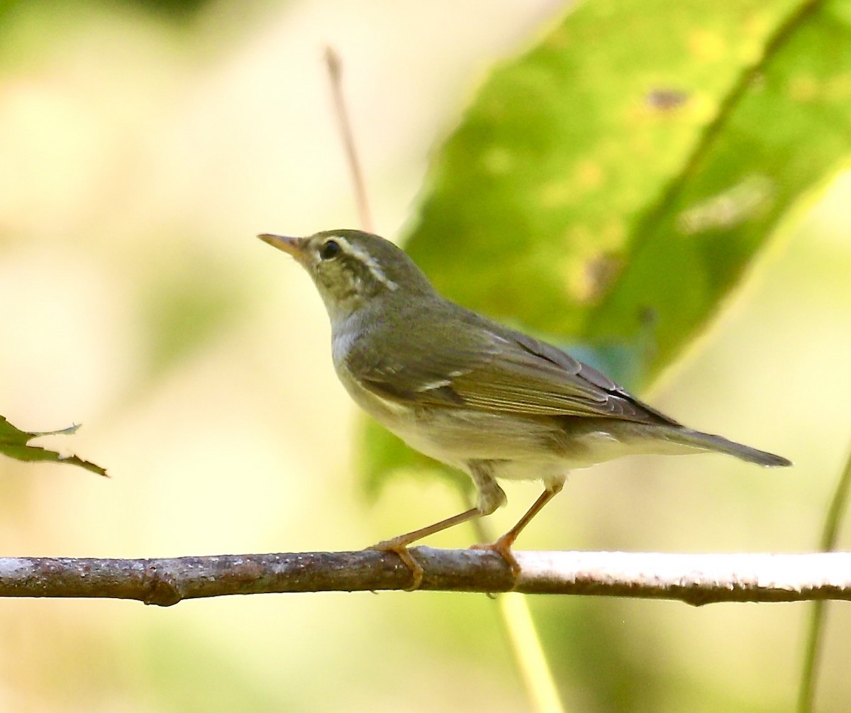 Arctic Warbler - ML646226656