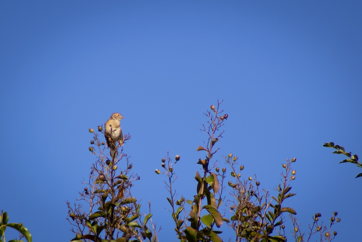 Field Sparrow - ML646226658