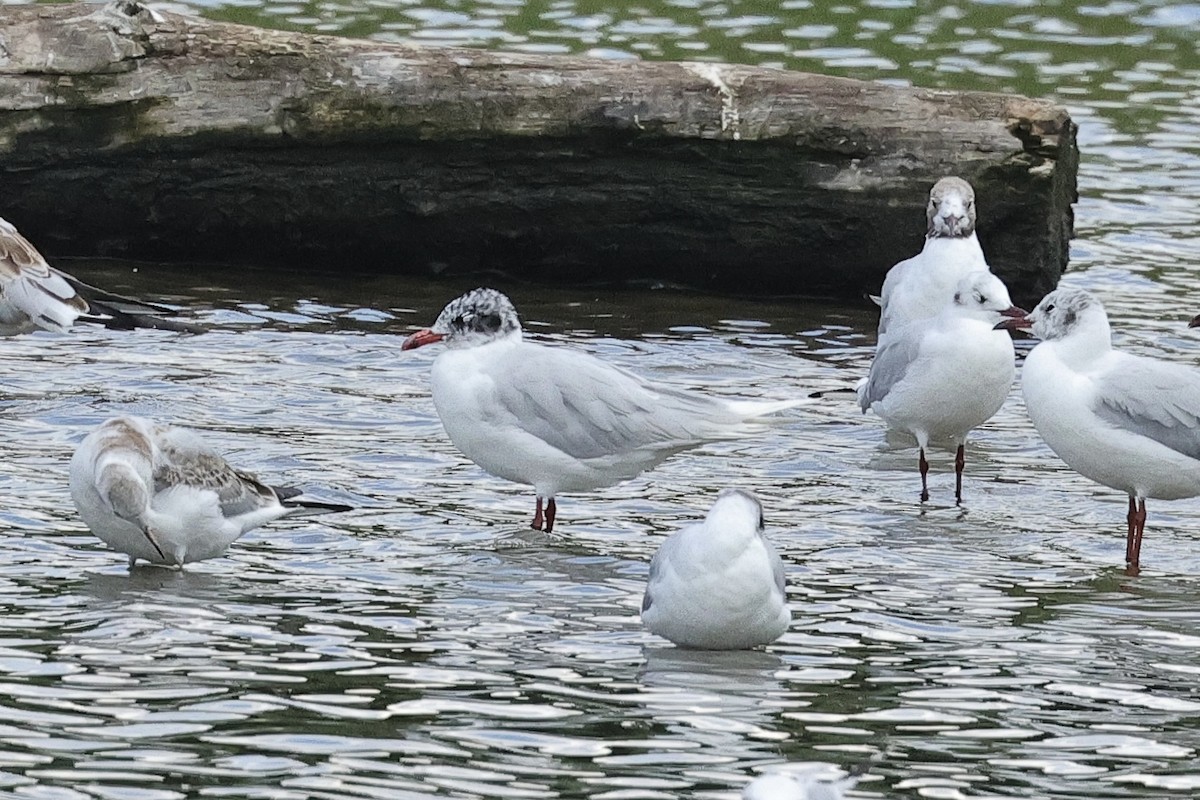 Mediterranean Gull - ML646226660