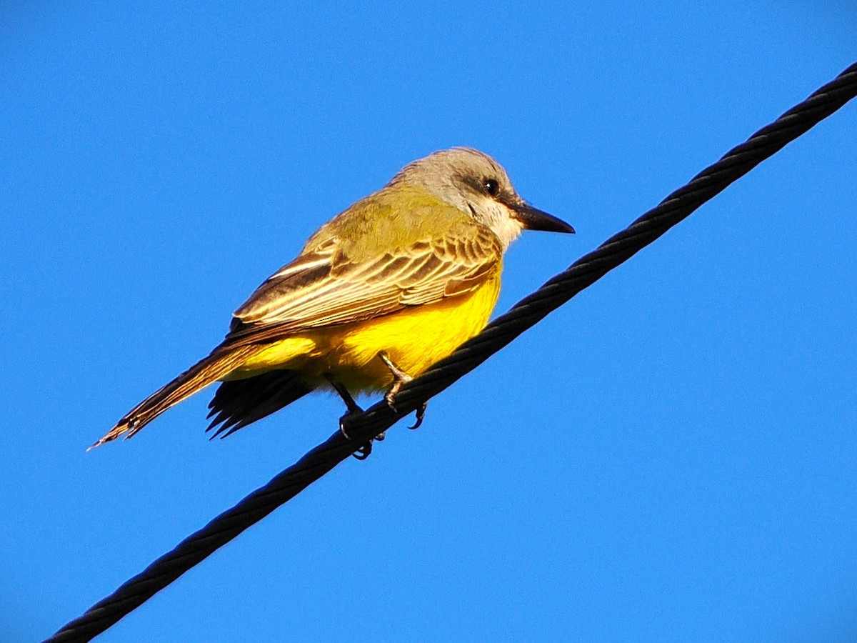 Tropical Kingbird - ML646226661