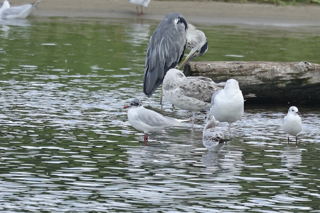 Mediterranean Gull - ML646226662
