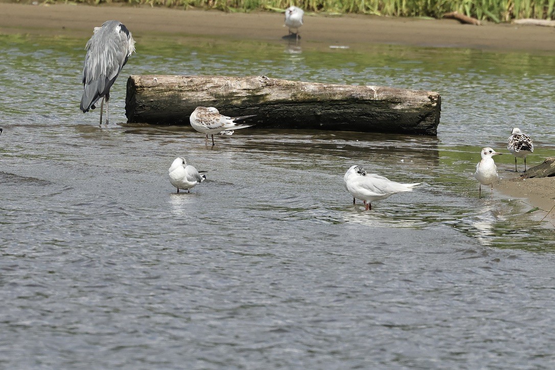 Mediterranean Gull - ML646226663