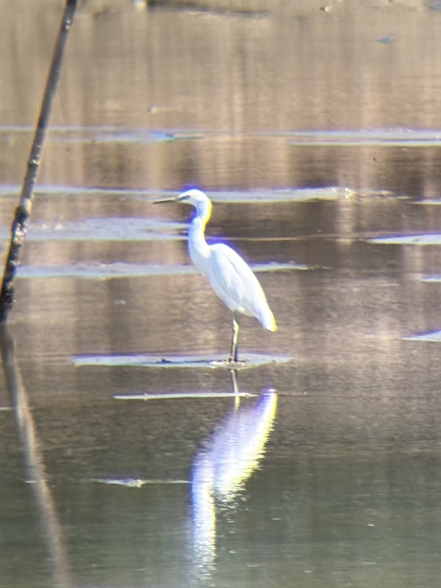 Chinese Egret - ML646226666