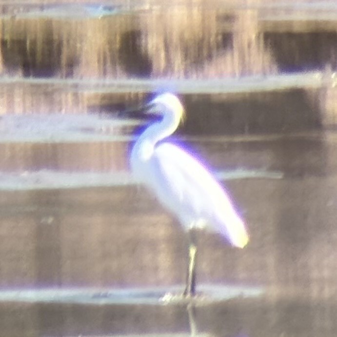 Chinese Egret - ML646226667