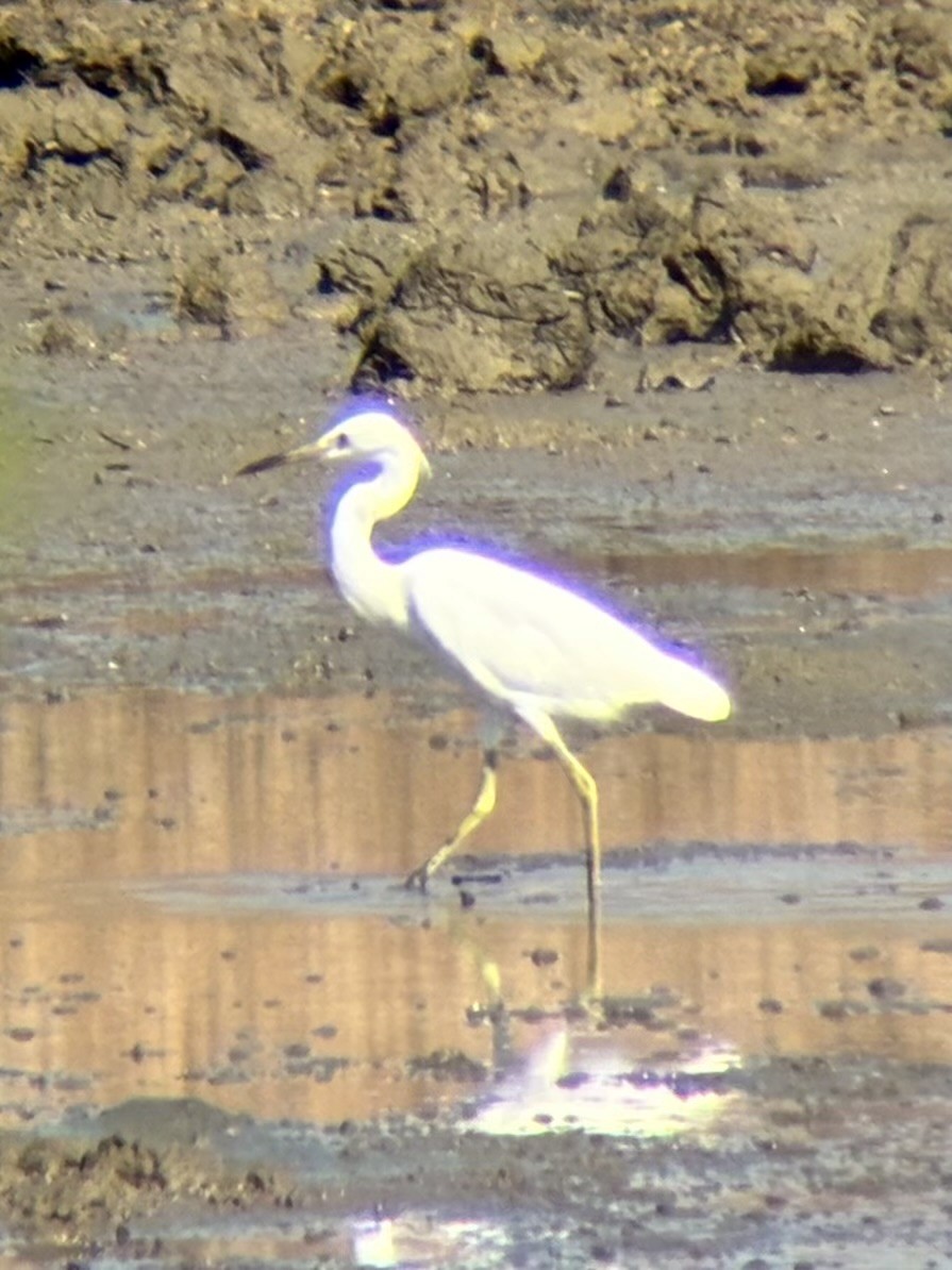 Chinese Egret - ML646226668
