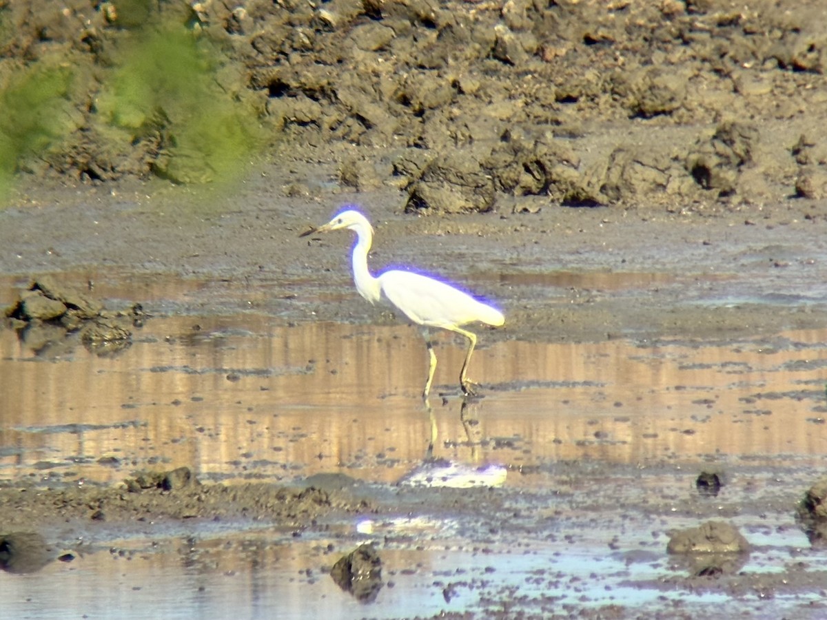 Chinese Egret - ML646226669
