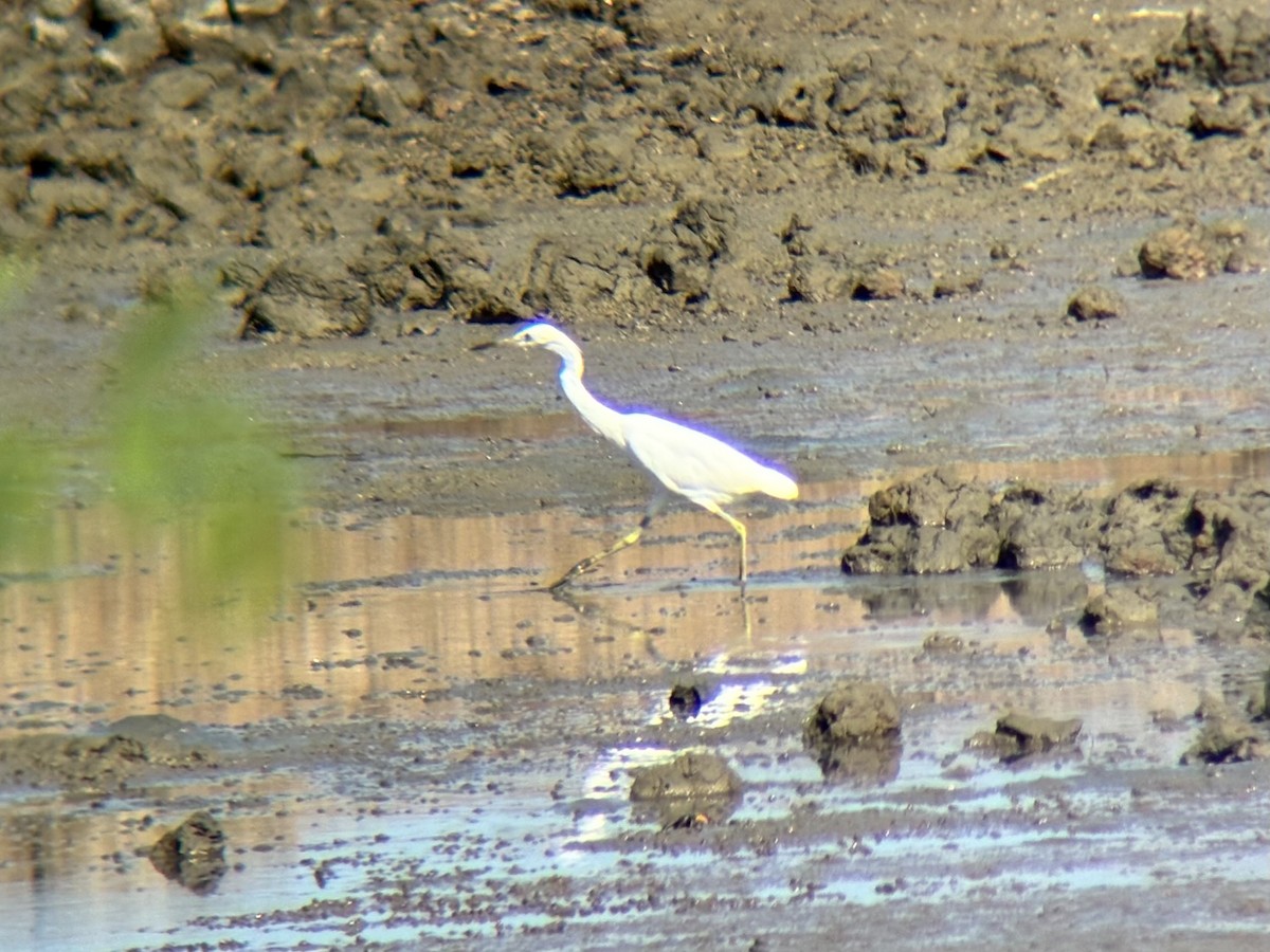 Chinese Egret - ML646226670