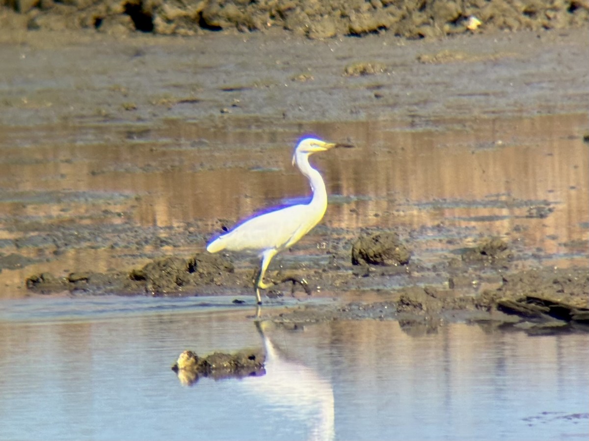 Chinese Egret - ML646226671