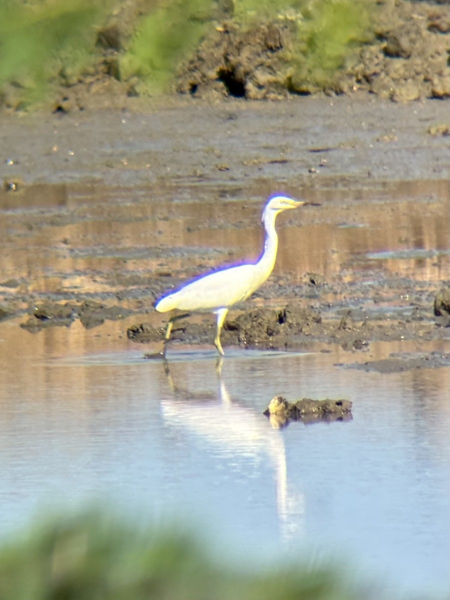 Chinese Egret - ML646226672