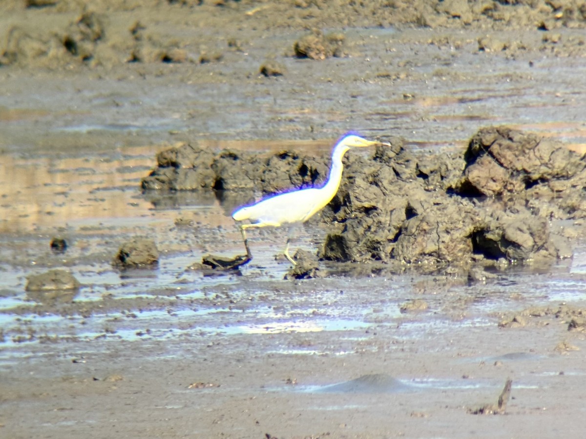 Chinese Egret - ML646226673