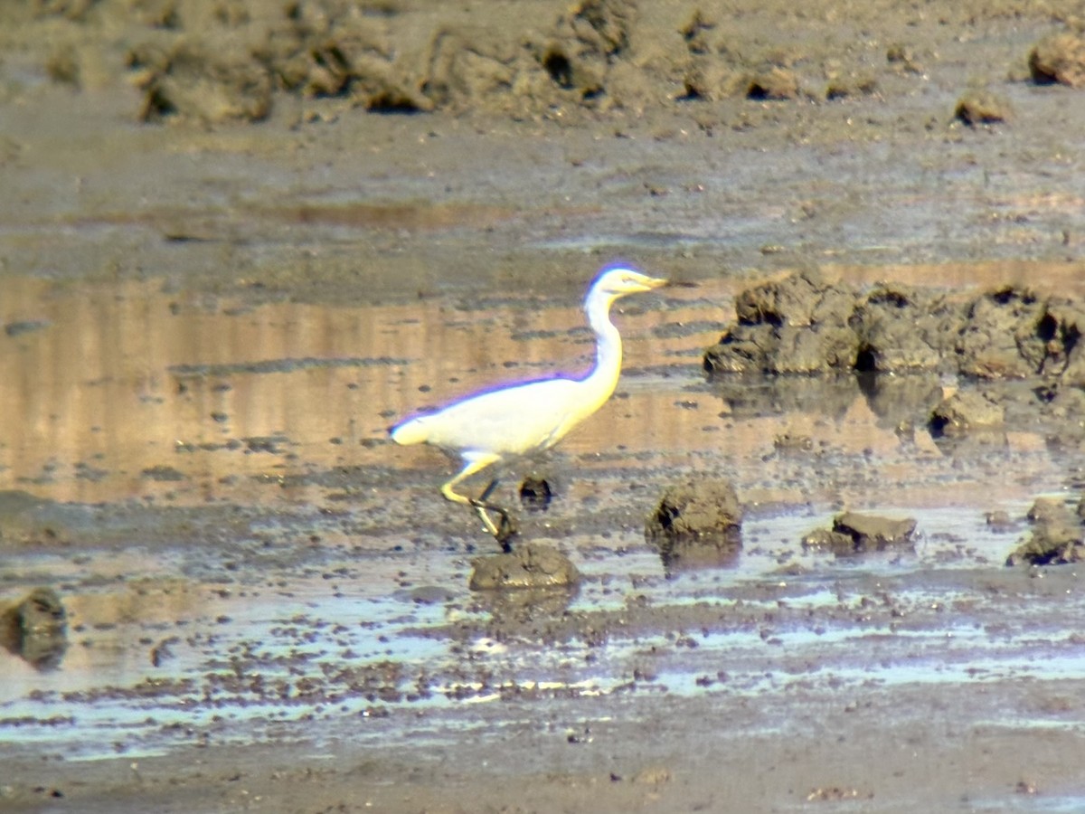 Chinese Egret - ML646226674