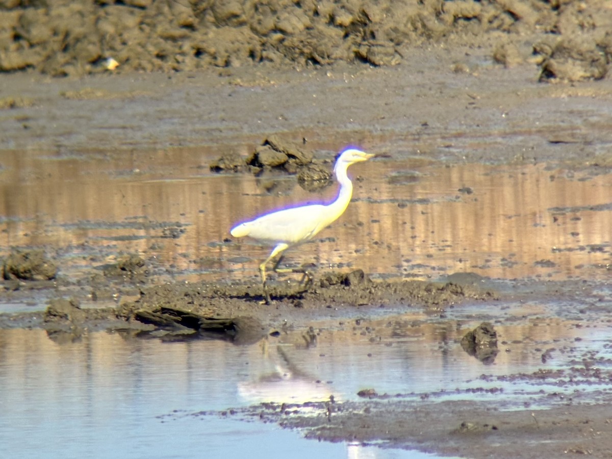 Chinese Egret - ML646226675