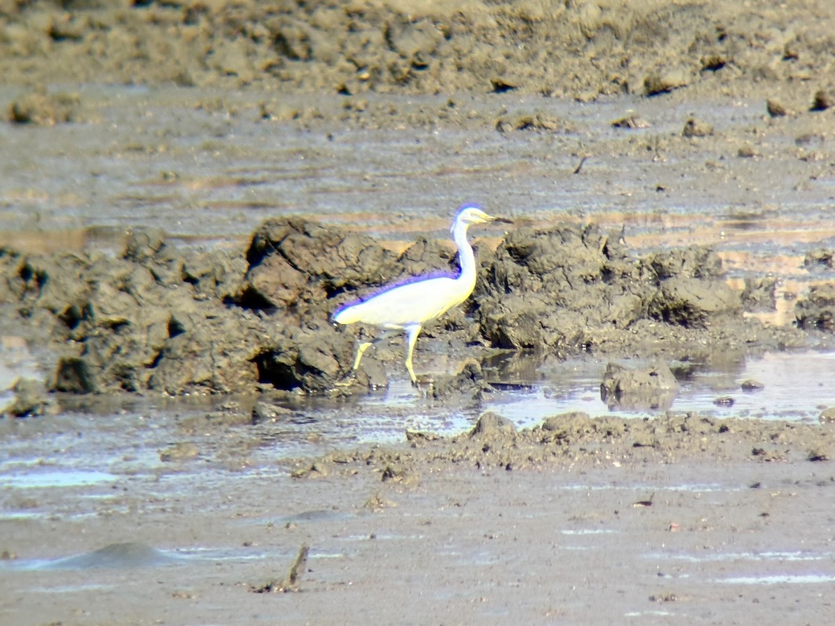 Chinese Egret - ML646226676