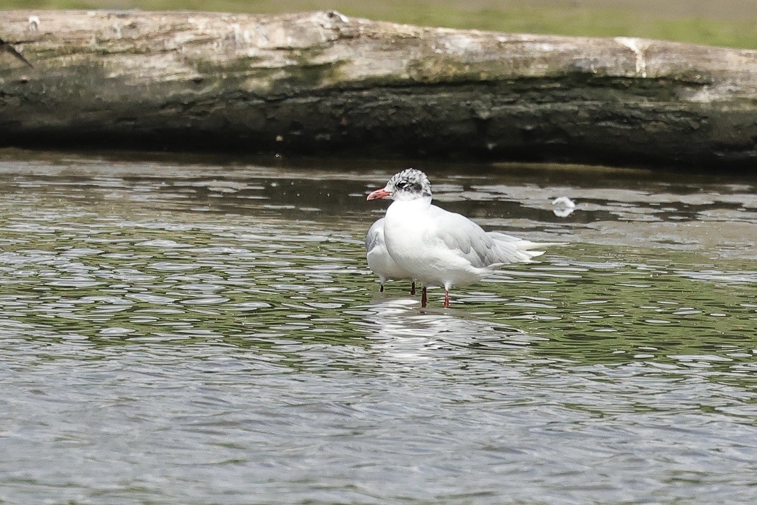 Mediterranean Gull - ML646226678