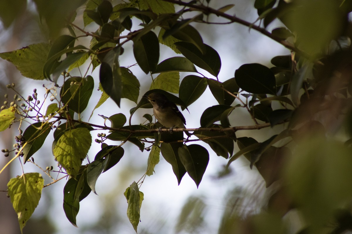 White-eyed Vireo - ML646226679