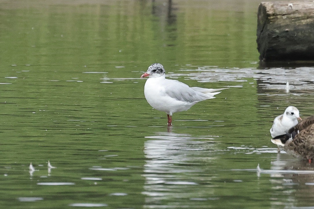 Mediterranean Gull - ML646226684